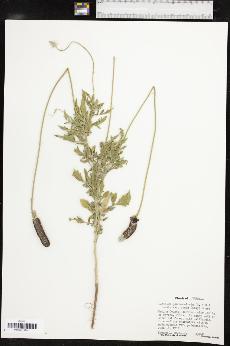 Ratibida peduncularis var. picta photo 6
