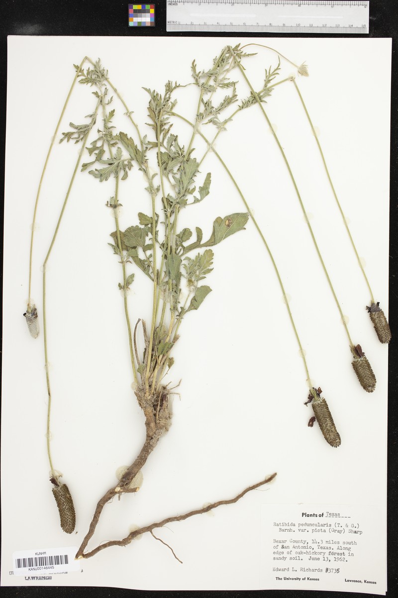 Ratibida peduncularis var. picta photo 7