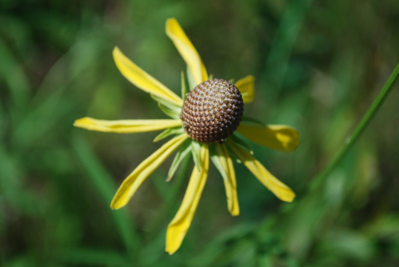 Pinnate Prairie Coneflower photo 2