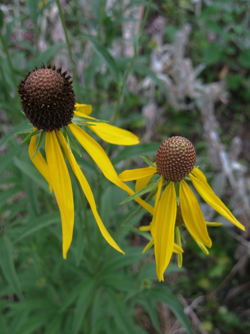 Pinnate Prairie Coneflower photo 3
