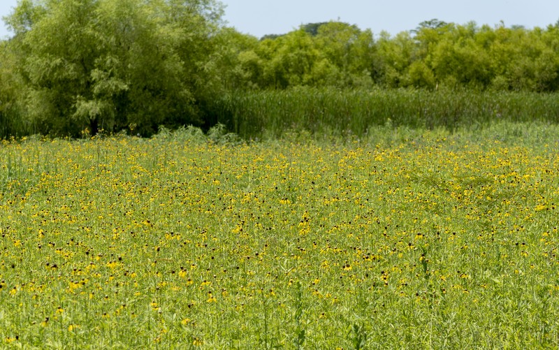 Pinnate Prairie Coneflower photo 5