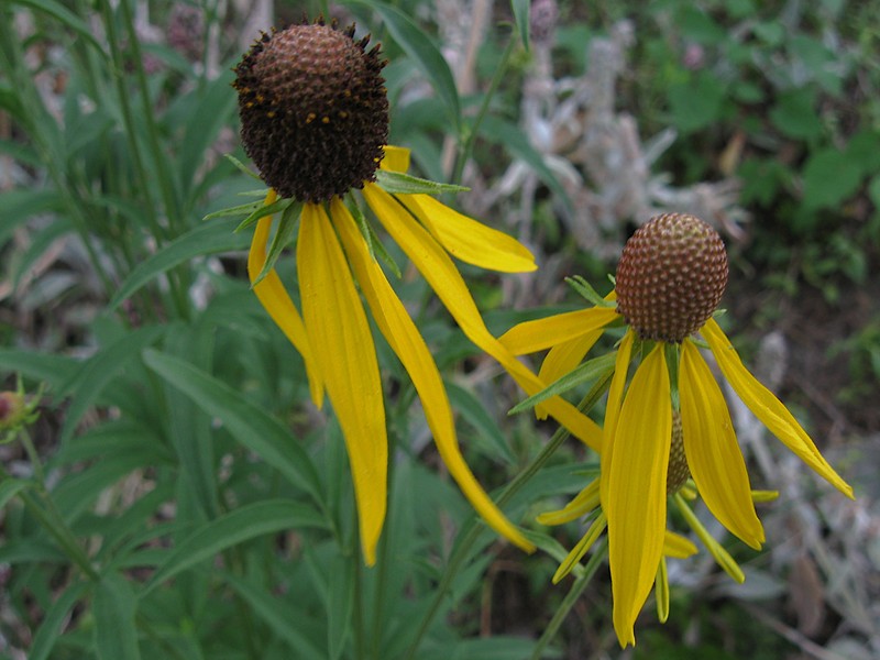 Pinnate Prairie Coneflower photo 6