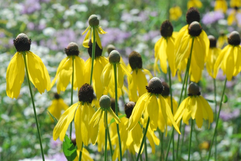 Pinnate Prairie Coneflower