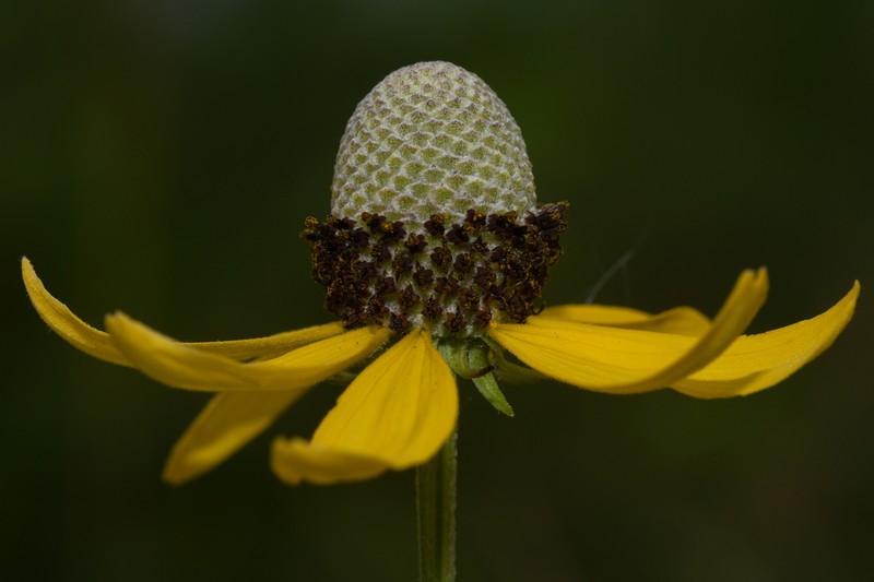Pinnate Prairie Coneflower photo 3