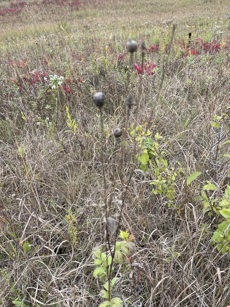 Pinnate Prairie Coneflower photo 4