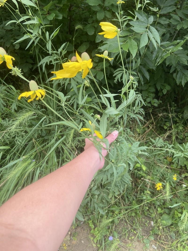 Pinnate Prairie Coneflower photo 5