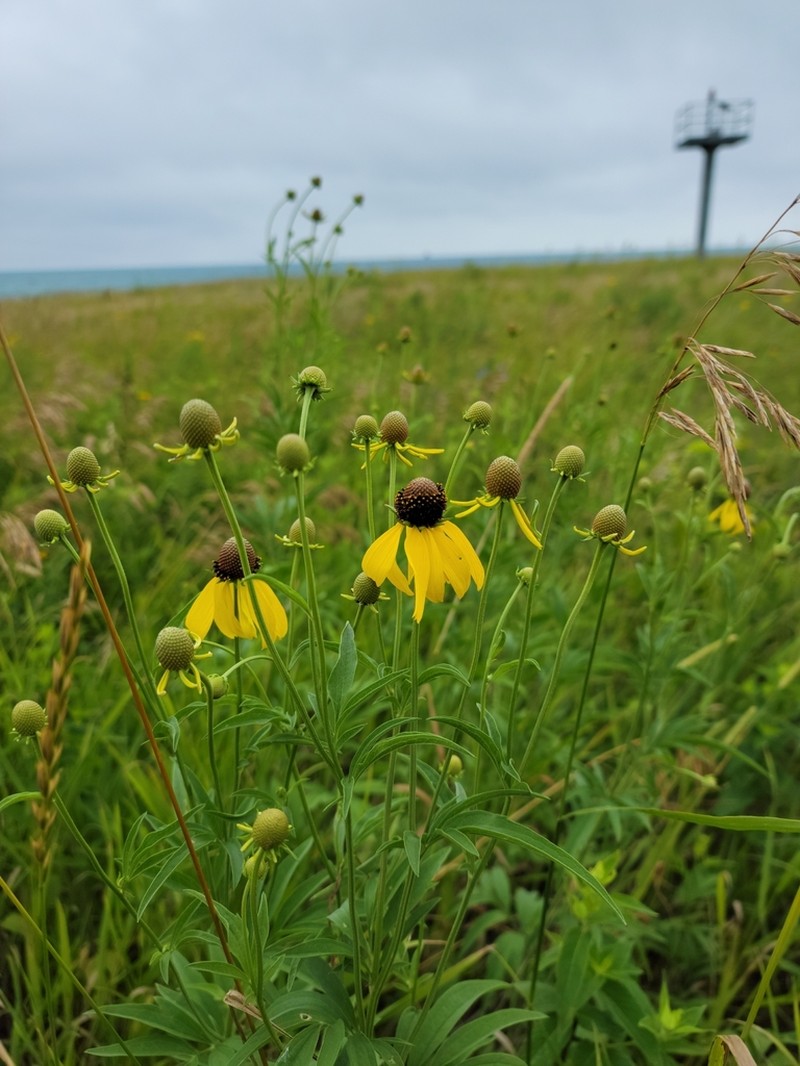 Pinnate Prairie Coneflower photo 6