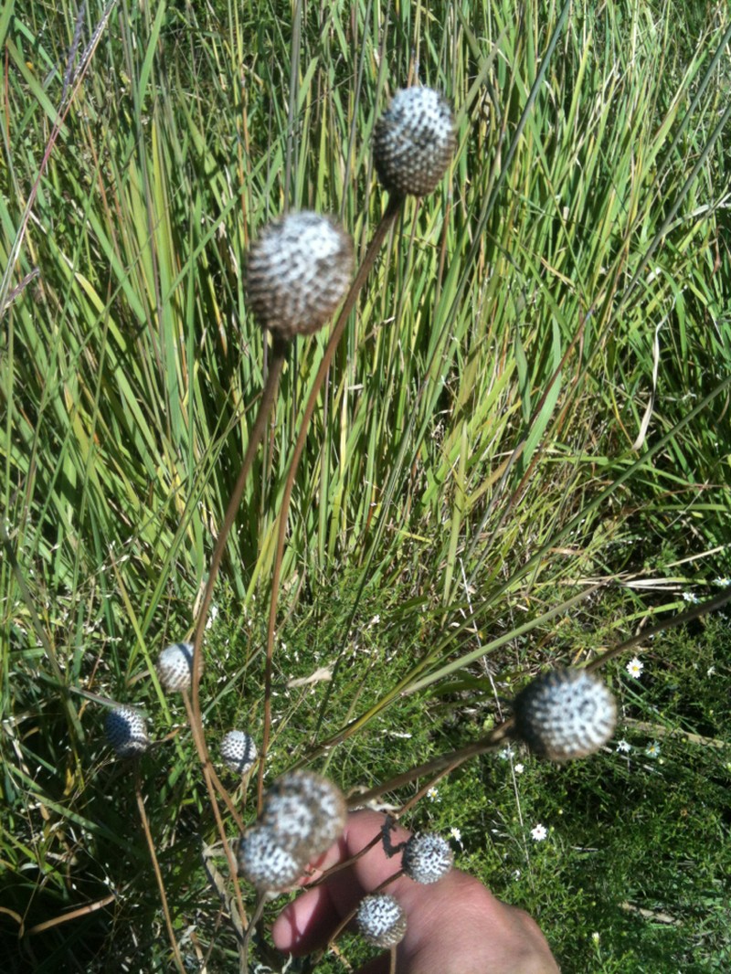 Pinnate Prairie Coneflower photo 7