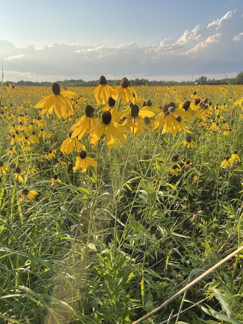 Pinnate Prairie Coneflower photo 8