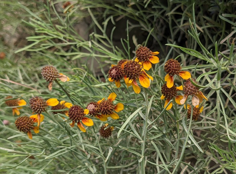 Green Prairie Coneflower photo 2