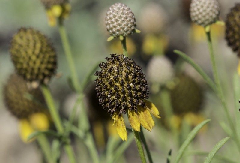 Green Prairie Coneflower photo 3