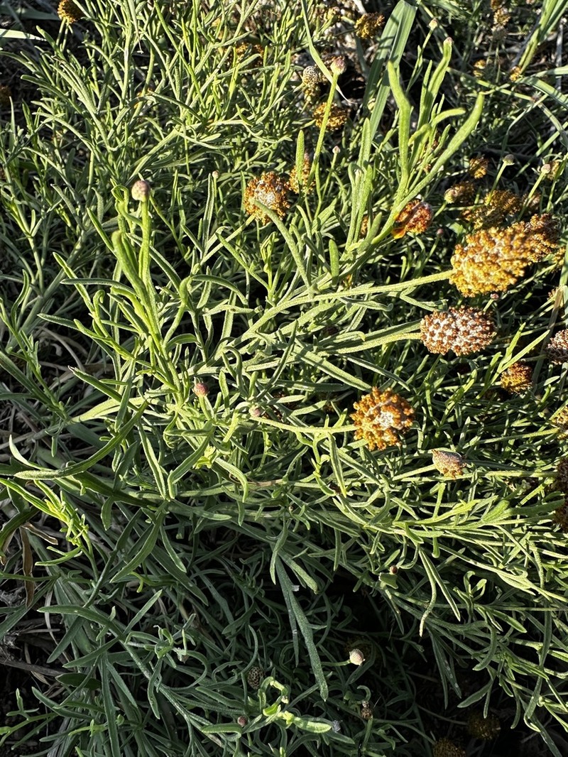 Green Prairie Coneflower photo 2