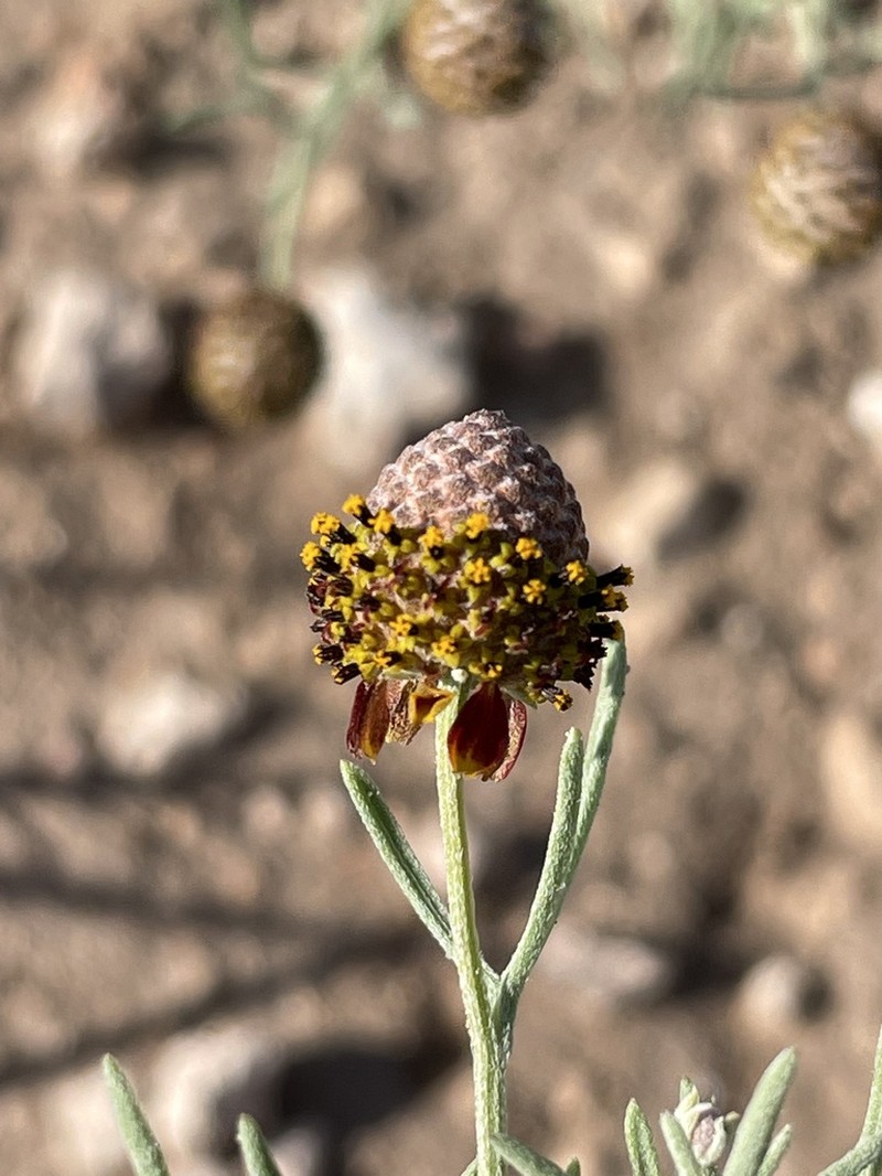 Green Prairie Coneflower photo 3