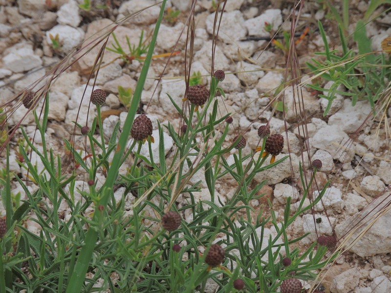 Green Prairie Coneflower photo 4