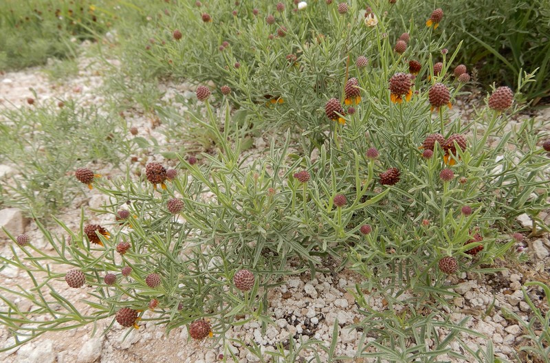 Green Prairie Coneflower photo 6