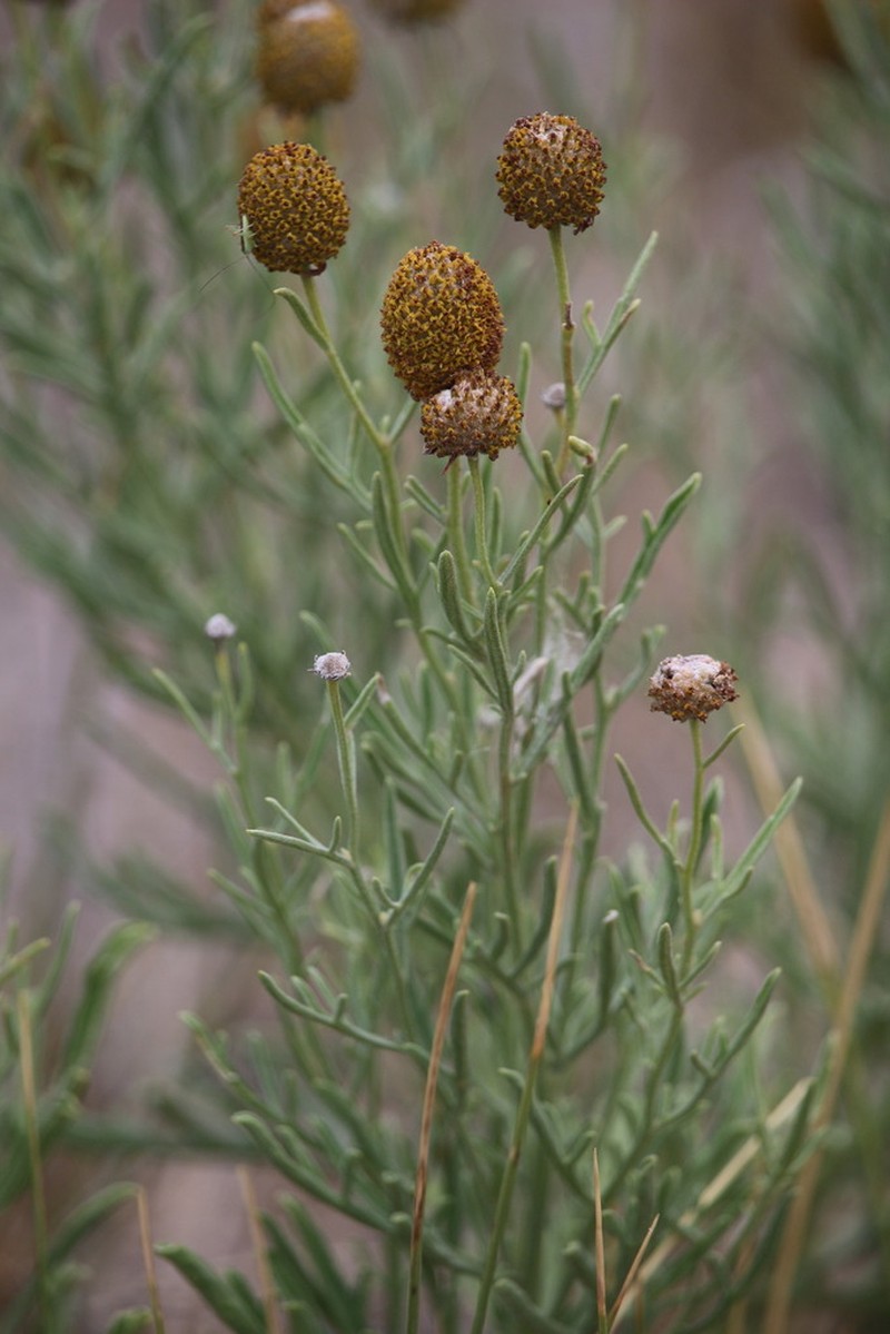 Green Prairie Coneflower photo 8