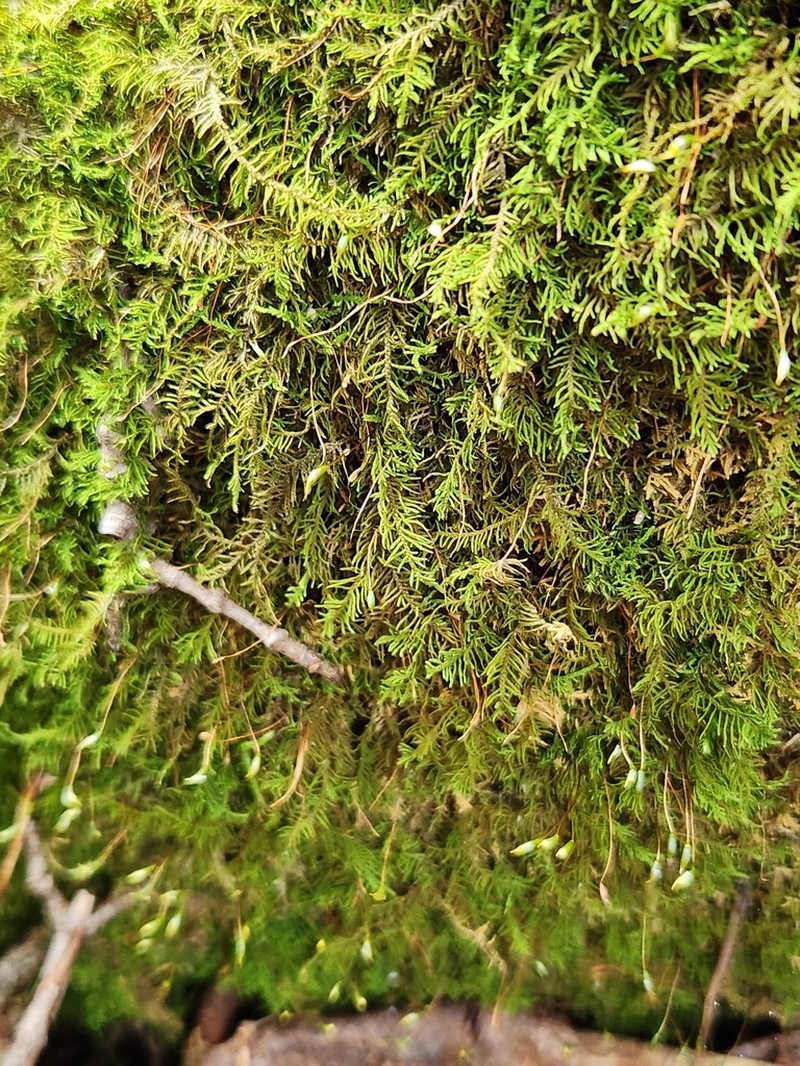 Rauiella Moss photo 2