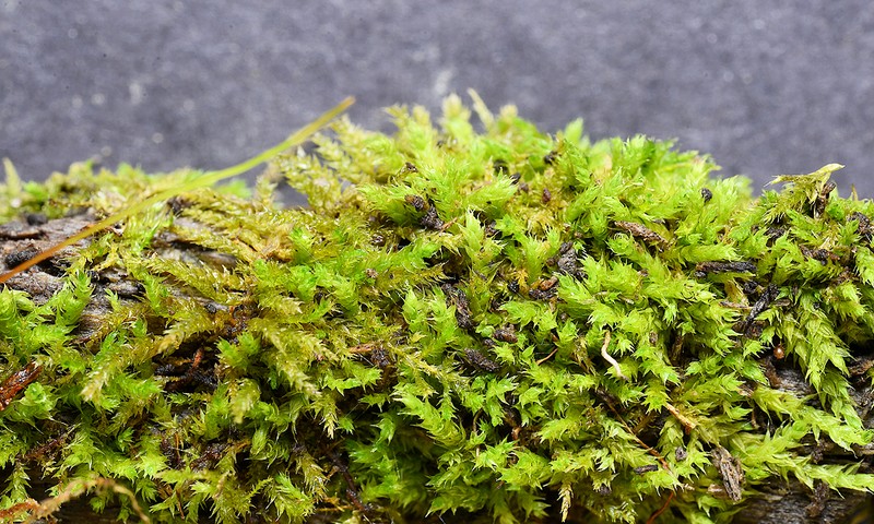 Rauiella Moss photo 5