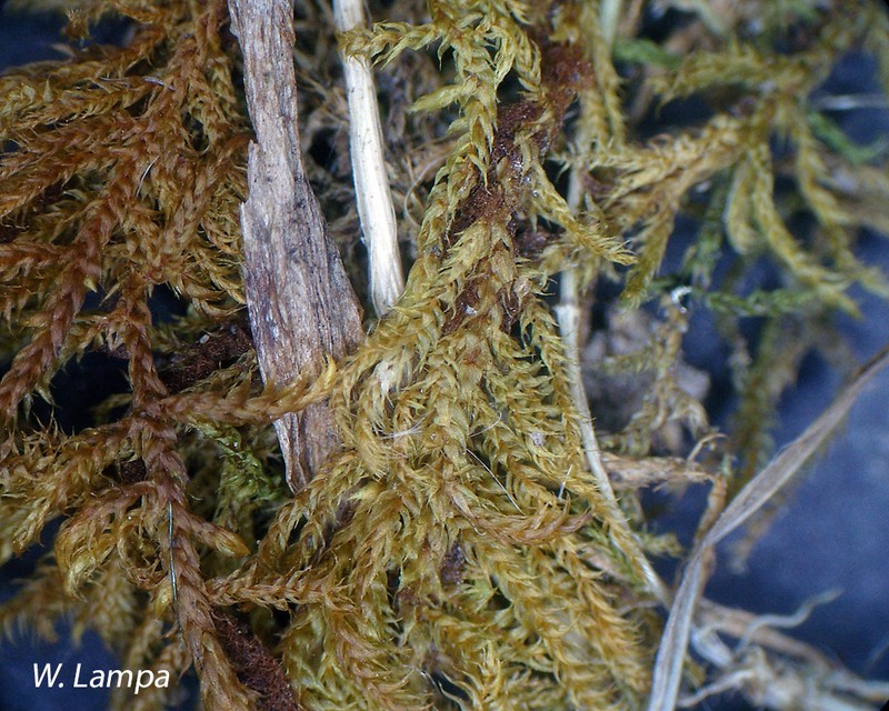 Rauiella Moss photo 6