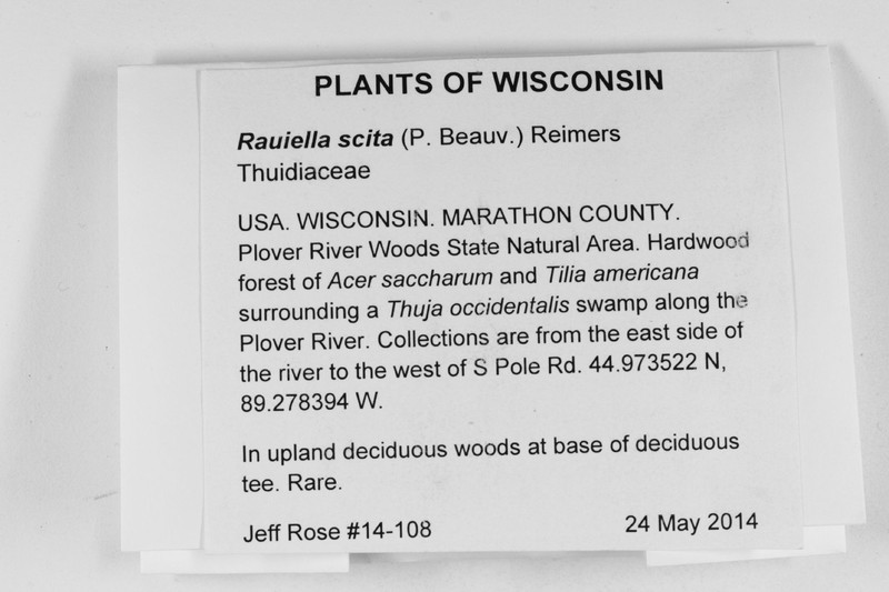 Rauiella Moss photo 8