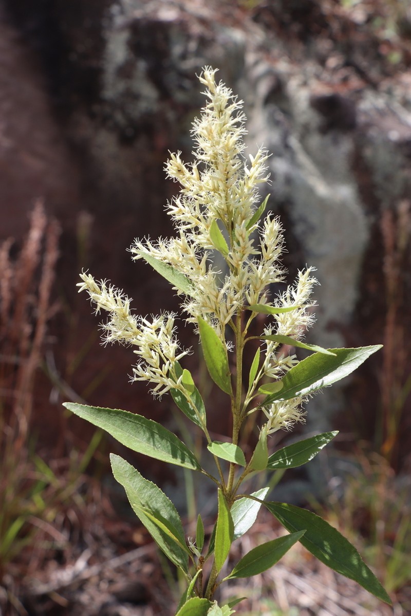 Raulinoreitzia crenulata