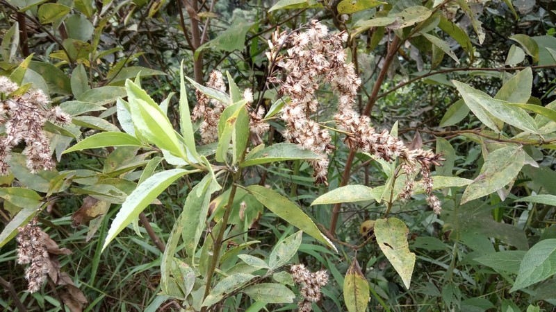 Raulinoreitzia crenulata photo 2