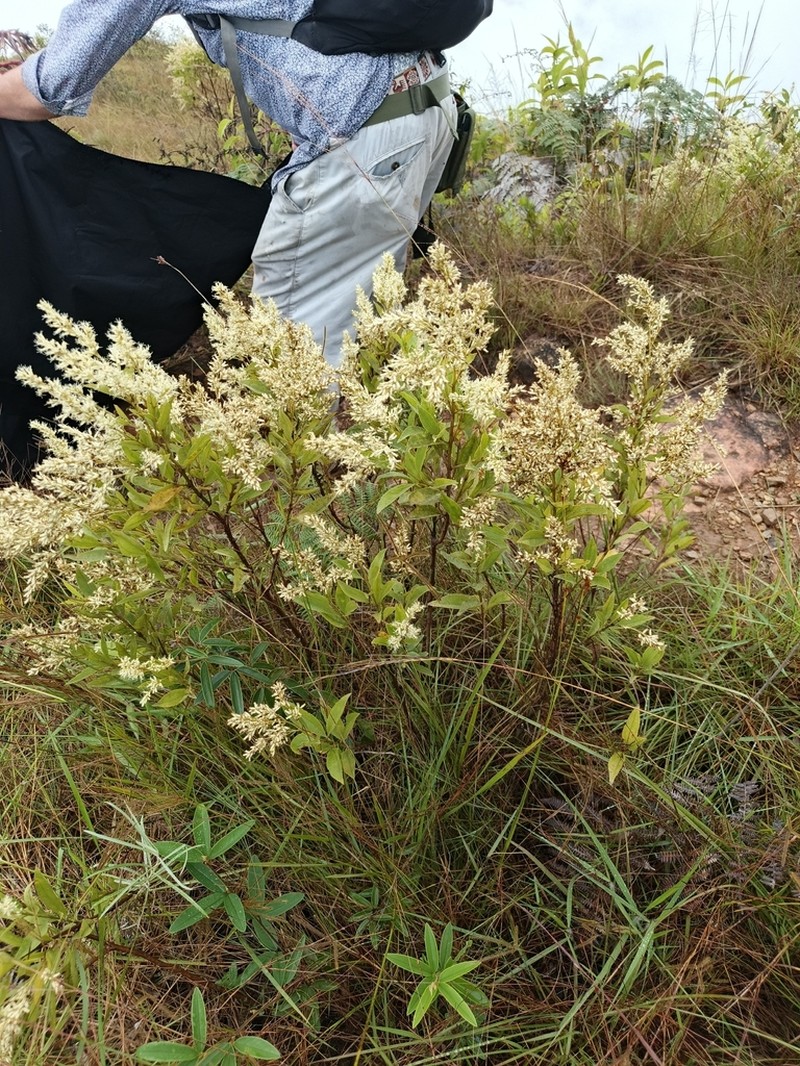 Raulinoreitzia crenulata photo 3