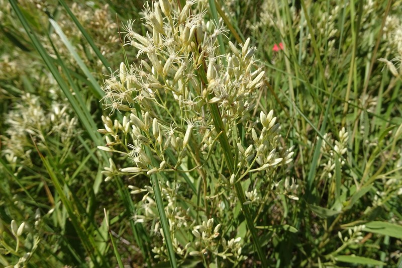 Raulinoreitzia crenulata photo 4