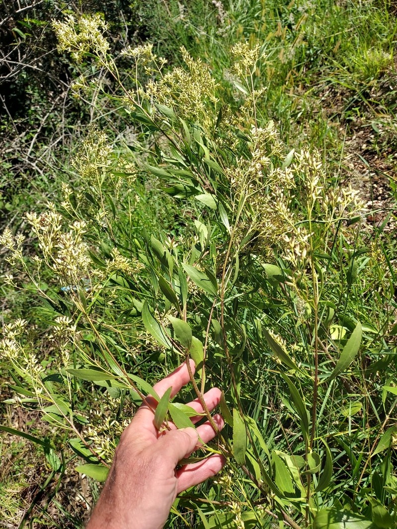 Raulinoreitzia crenulata photo 5
