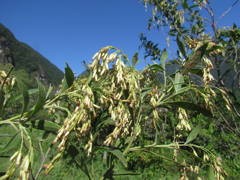 Raulinoreitzia crenulata photo 6