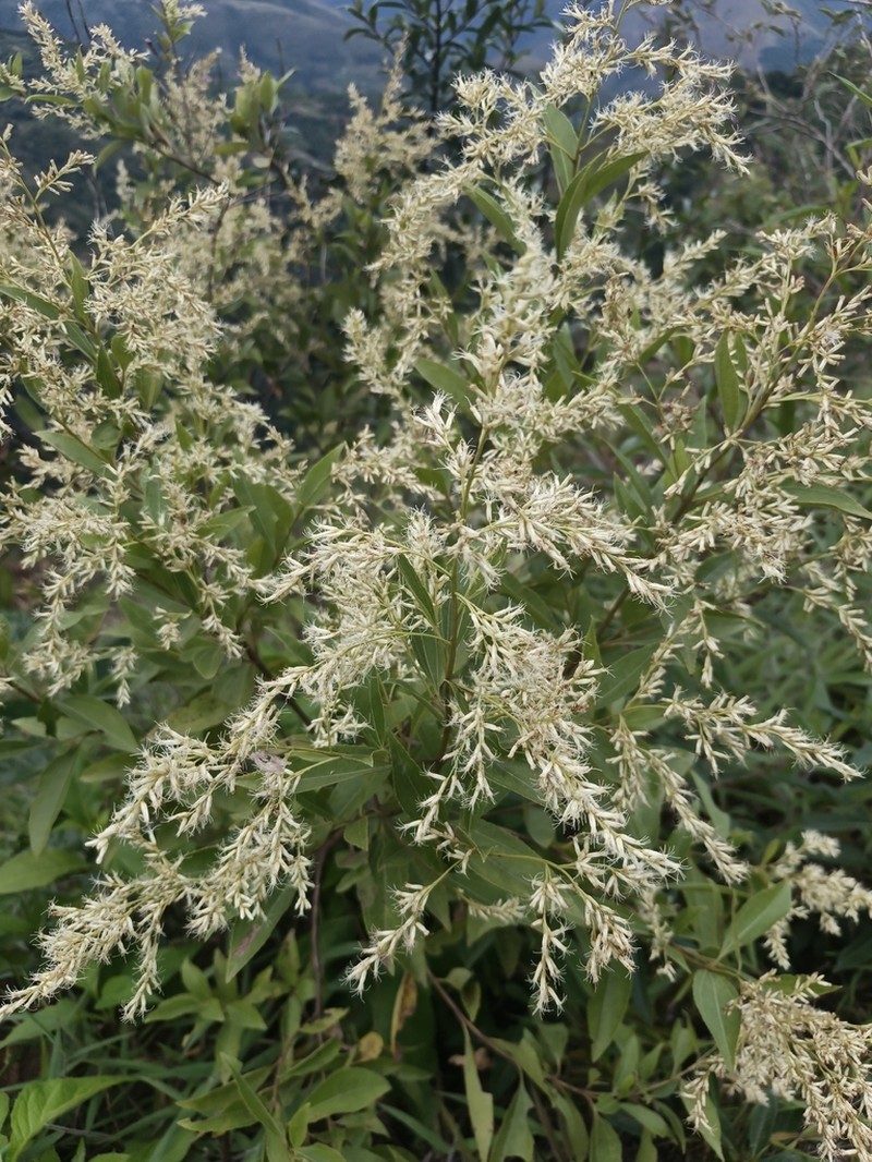 Raulinoreitzia crenulata photo 7