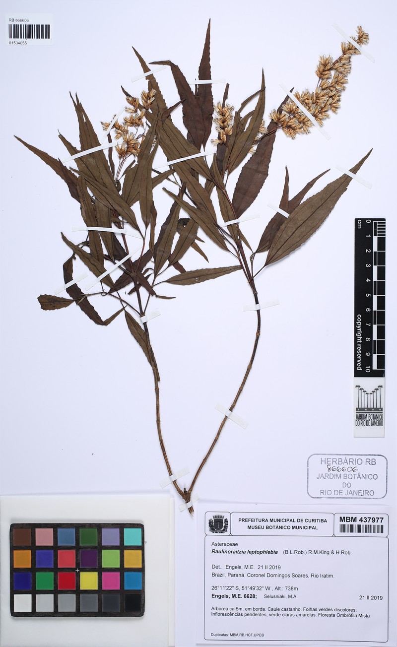 Raulinoreitzia leptophlebia