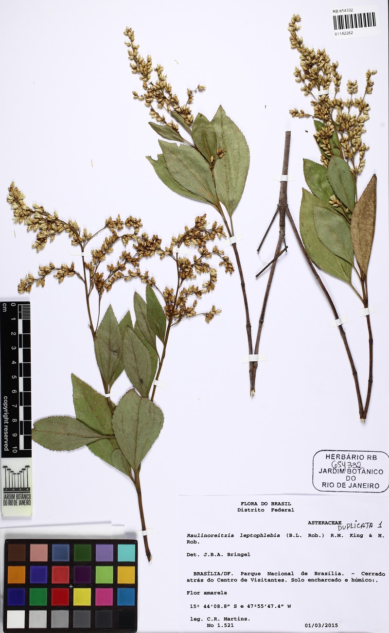 Raulinoreitzia leptophlebia photo 2