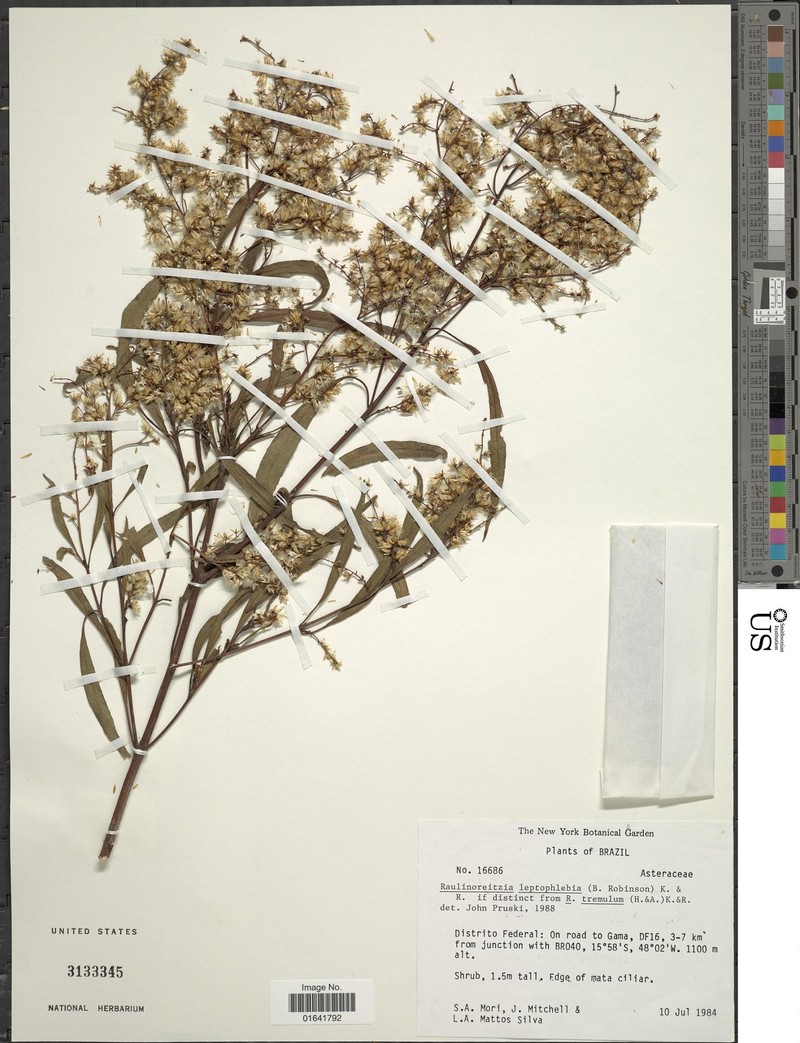 Raulinoreitzia leptophlebia photo 3