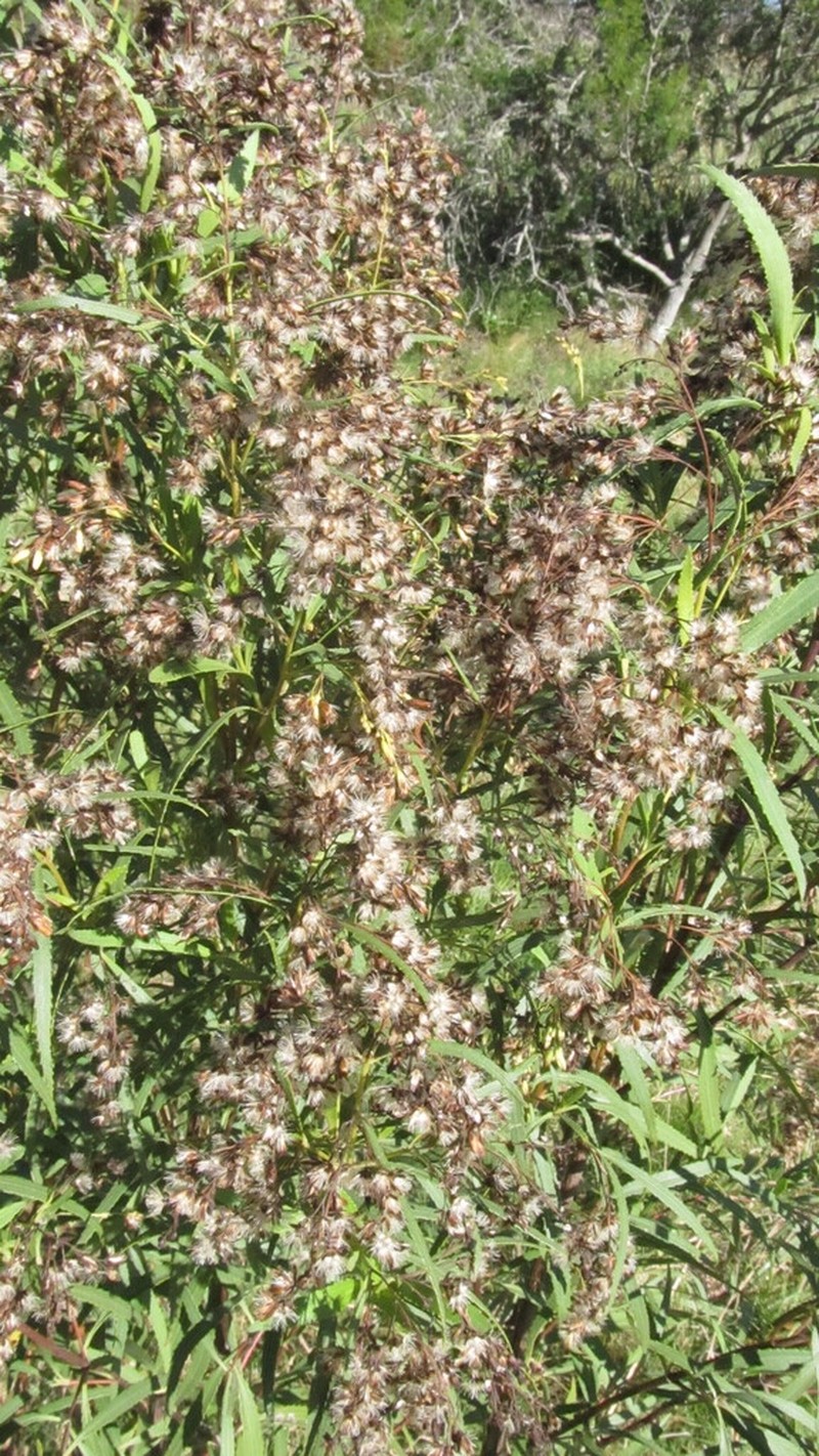 Raulinoreitzia tremula photo 5