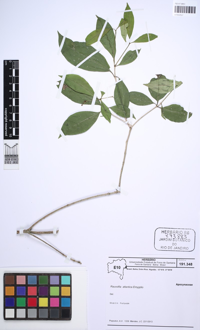 Rauvolfia atlantica