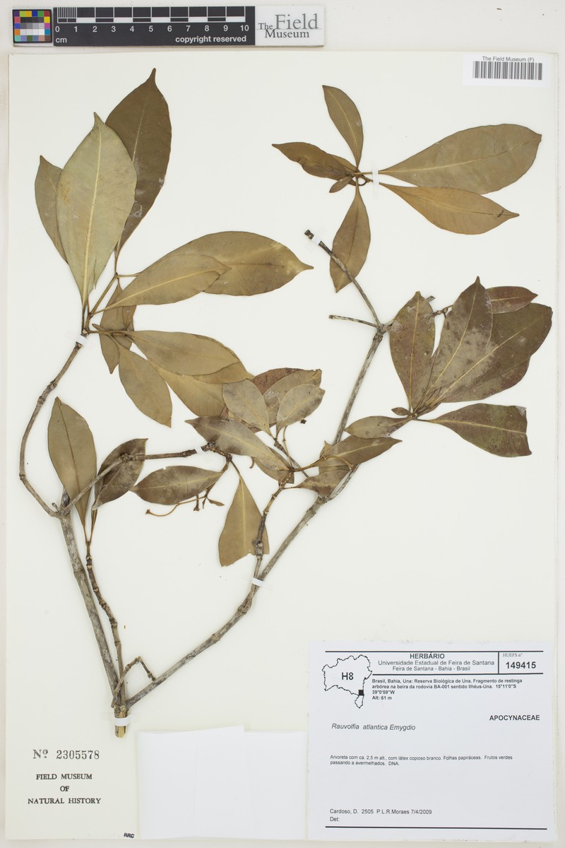 Rauvolfia atlantica photo 2
