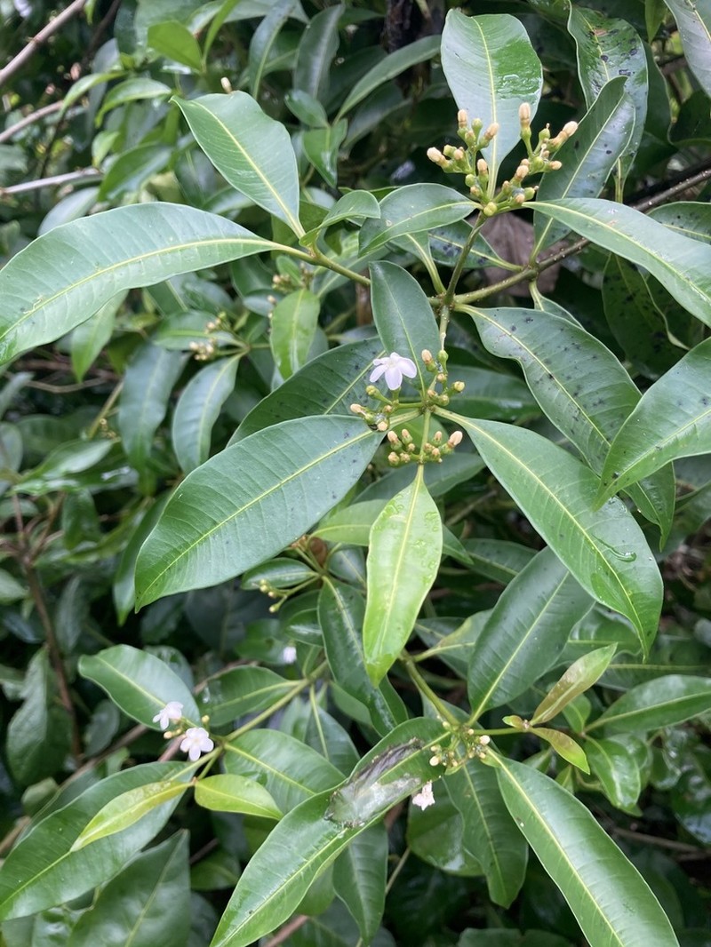 Palo Amargo