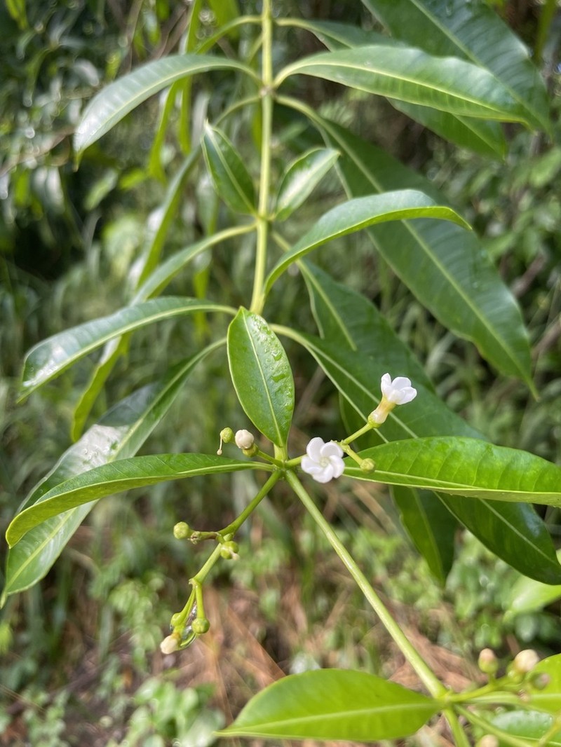 Palo Amargo photo 3