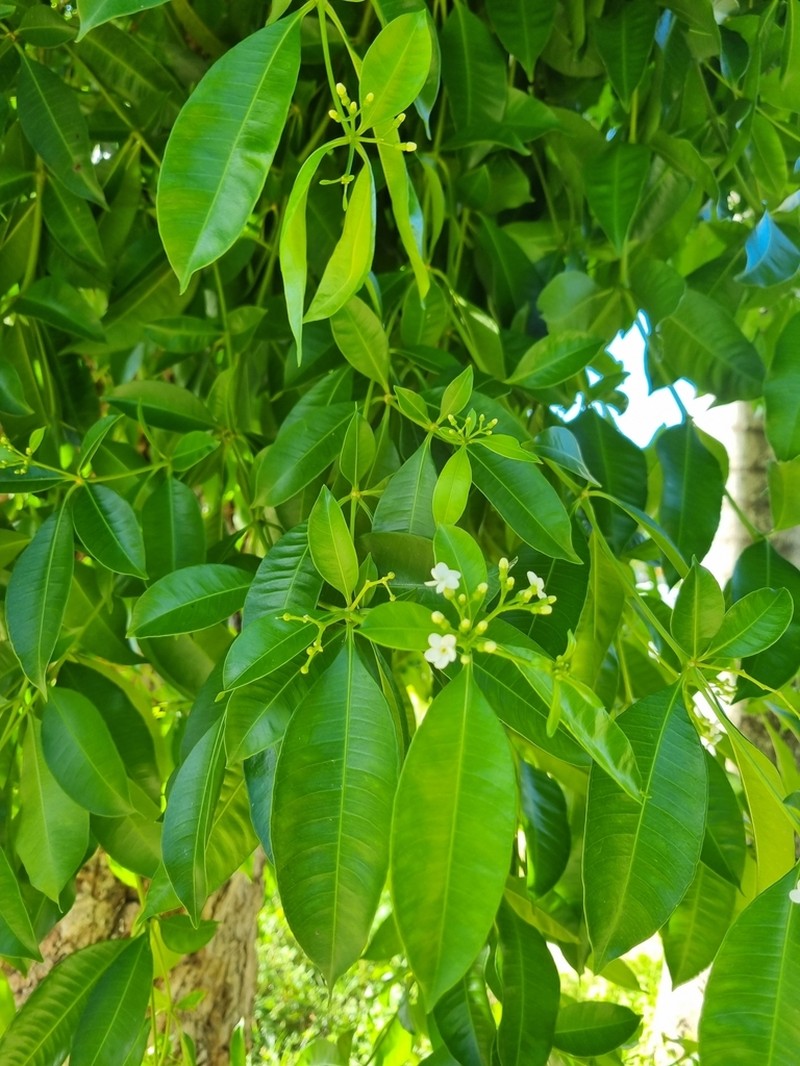 Palo Amargo photo 5