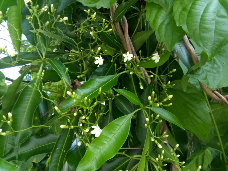 Palo Amargo photo 6