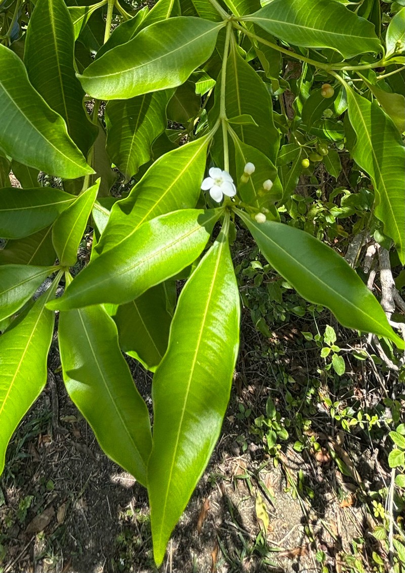 Palo Amargo photo 7