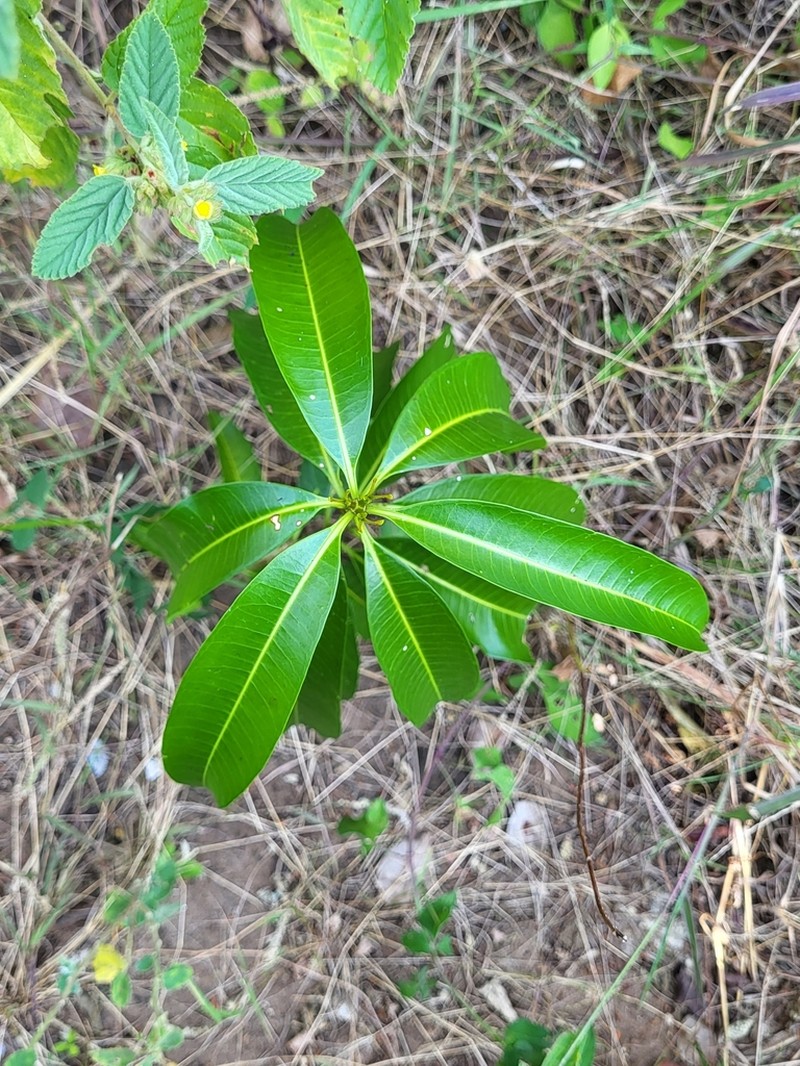 Palo Amargo photo 8