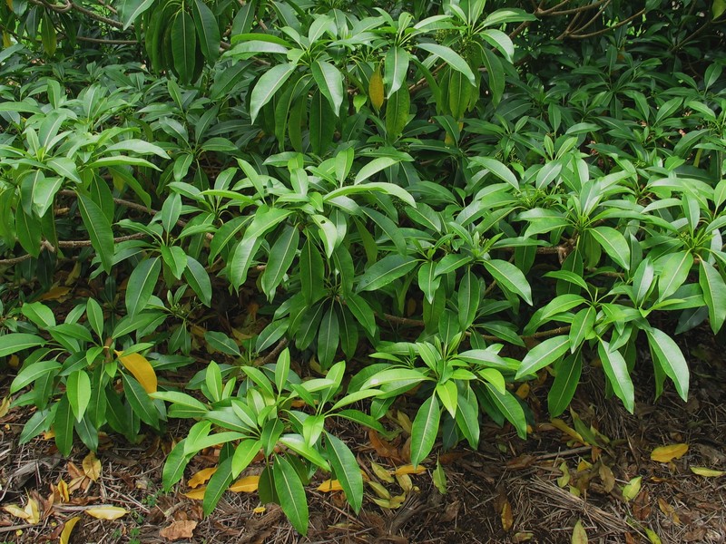 Devil's-Pepper photo 2