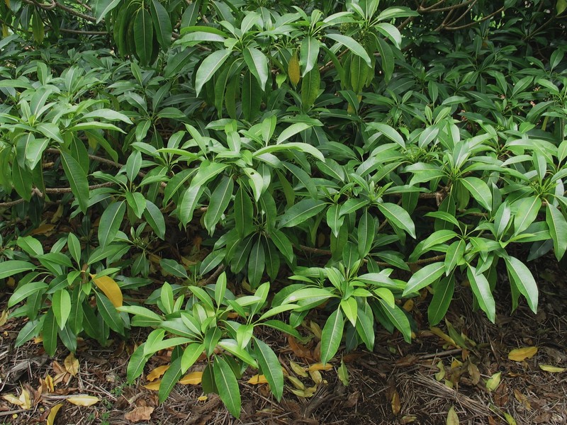 Devil's-Pepper photo 3