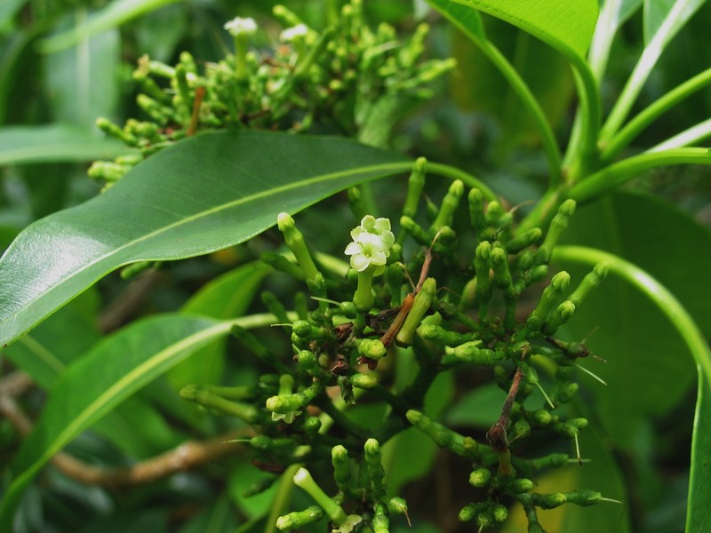 Devil's-Pepper photo 4