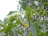 Devil's-Pepper