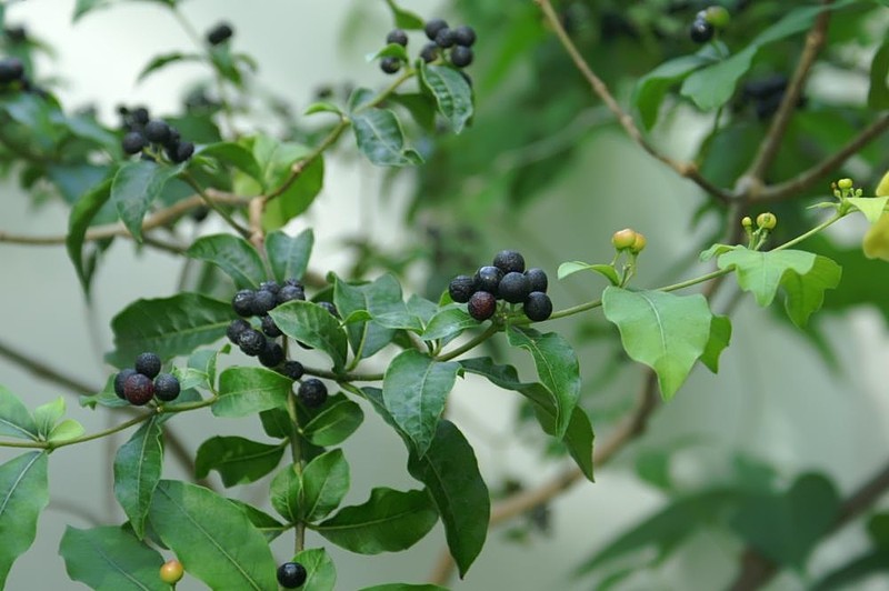 Devil's-Pepper photo 5