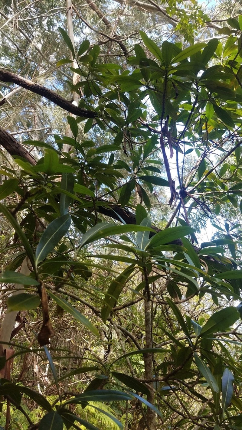 Devil's-Pepper photo 3
