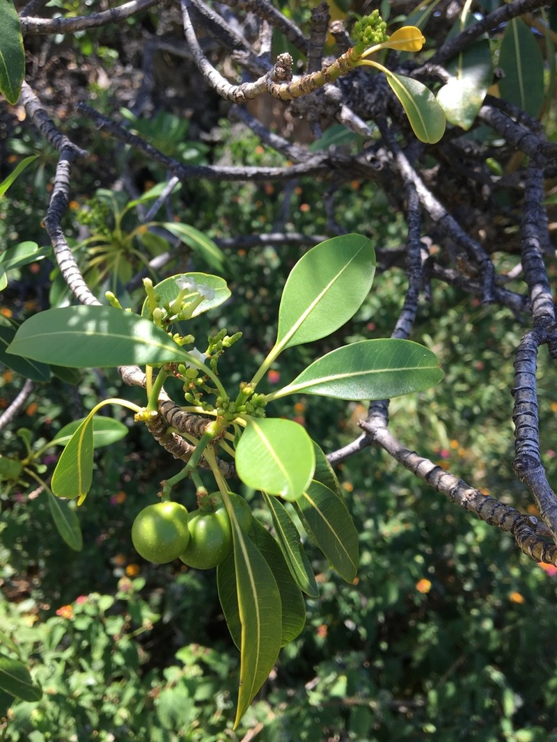 Devil's-Pepper photo 4